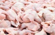 ممنوعیت صادرات مرغ به عراق رفع شد